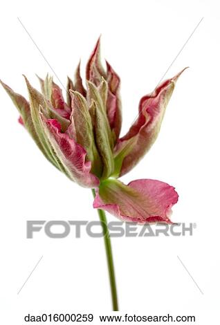 Stock Photo - Clematis blossom, close-up. Fotosearch