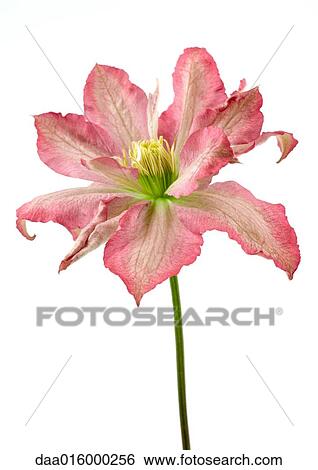 Clematis blossom, close-up View Large Photo Image Stock Photograph - Clematis blossom, close-up. Fotosearch
