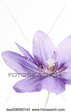 Clematis flower, close-up View Large Photo Image Stock Image - Clematis flower, close-up. Fotosearch