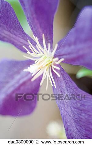 Stock Image - Clematis flower, extreme close-up. Fotosearch