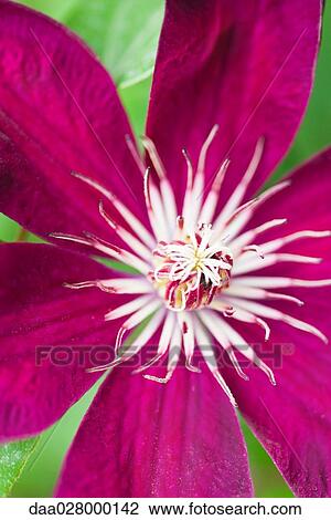 Clematis flower, high angle view, close-up View Large Photo Image Stock Image - Clematis flower, high angle view, close-up. Fotosearch