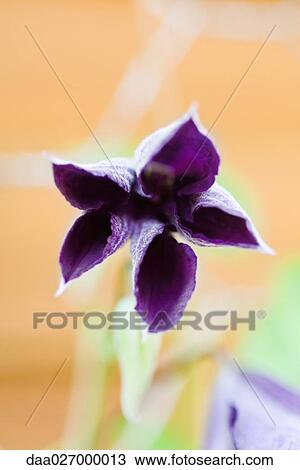 Clematis flower opening View Large Photo Image Stock Image - Clematis flower opening. Fotosearch