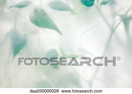 Stock Photograph - Clematis vine in mist. Fotosearch