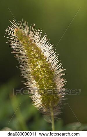 Close-up of bristlegrass View Large Photo Image Stock Image - Close-up of bristlegrass. Fotosearch