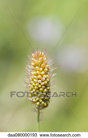 Close-up of bristlegrass View Large Photo Image Stock Image - Close-up of bristlegrass. Fotosearch