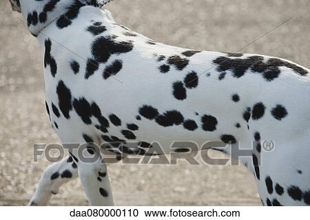 Close-up of Dalmatian dog's spots View Large Photo Image Stock Image - Close-up of Dalmatian dog's spots. Fotosearch