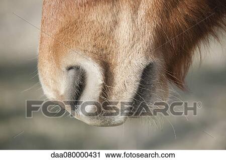 Close-up of donkey's muzzle View Large Photo Image Stock Image - Close-up of donkey's muzzle. Fotosearch