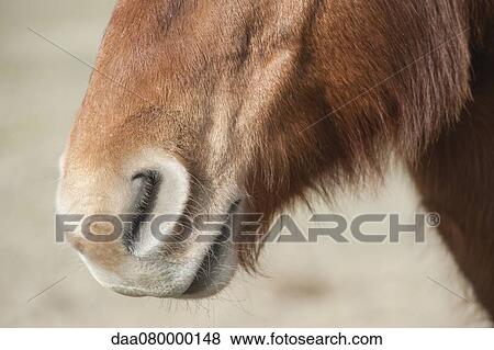 Close-up of donkey's muzzle View Large Photo Image Stock Photo - Close-up of donkey's muzzle. Fotosearch