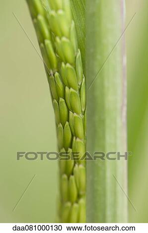 Close-up of green barley View Large Photo Image Stock Image - Close-up of green barley. Fotosearch