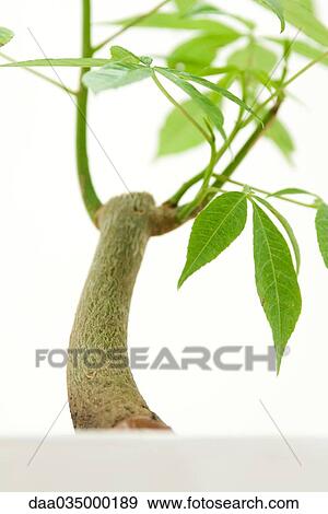 Close-up of potted silk floss tree View Large Photo Image Stock Photo - Close-up of potted silk floss tree. Fotosearch