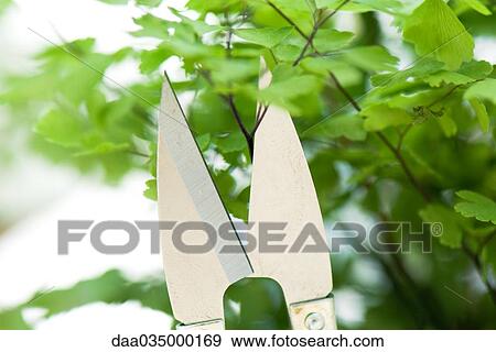 Close-up of pruning shears cutting branch of leafy plant View Large Photo Image Stock Photo - Close-up of pruning shears cutting branch of leafy plant. Fotosearch