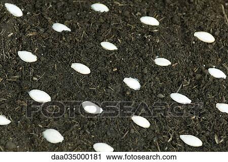 Close-up of seeds set in rows atop soil View Large Photo Image Stock Image - Close-up of seeds set in rows atop soil. Fotosearch