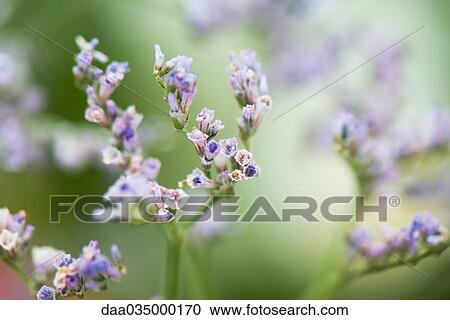 Stock Image - Close-up of tiny purple flower buds, selective focus. Fotosearch
