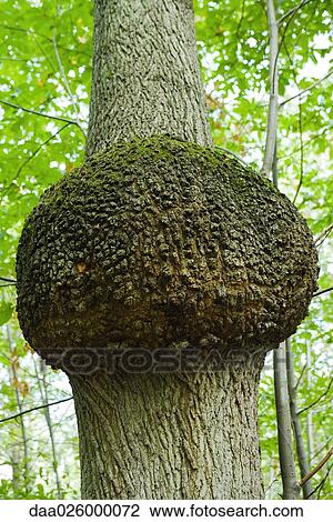 Close-up of tree knot, low angle view View Large Photo Image Stock Image - Close-up of tree knot, low angle view. Fotosearch