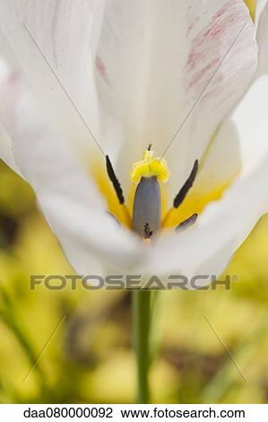 Close-up of tulip's stamen View Large Photo Image Stock Image - Close-up of tulip's stamen. Fotosearch