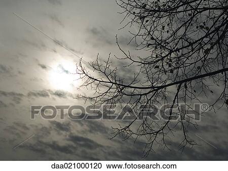 Cloudy sky and bare branches View Large Photo Image Stock Image - Cloudy sky and bare branches. Fotosearch