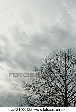 Cloudy sky and bare tree View Large Photo Image Stock Image - Cloudy sky and bare tree. Fotosearch