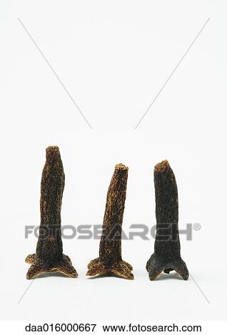 Cloves View Large Photo Image Stock Photo - Cloves. Fotosearch