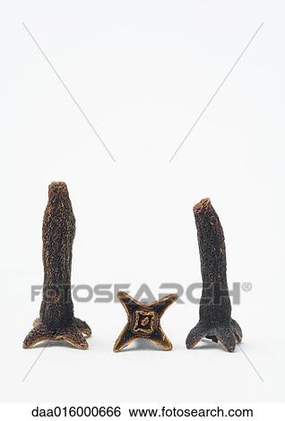 Cloves View Large Photo Image Stock Photograph - Cloves. Fotosearch