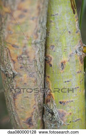 Colorful bark on tree trunks, close-up View Large Photo Image Stock Photo - Colorful bark on tree trunks, close-up. Fotosearch