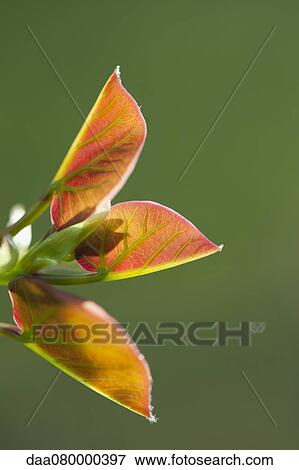 Stock Photo - Colorful leaves. Fotosearch