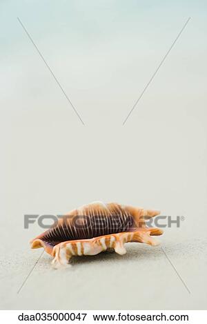 Stock Photo - Colorful seashell on sand, close-up. Fotosearch