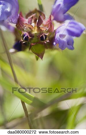 Common selfheal (Prunella vulgaris) View Large Photo Image Stock Image - Common selfheal (Prunella vulgaris). Fotosearch