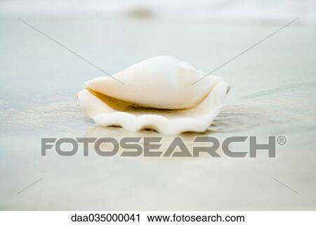 Conch shell on beach, close-up View Large Photo Image Stock Image - Conch shell on beach, close-up. Fotosearch