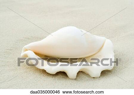 Conch shell on sand, close-up View Large Photo Image Stock Photograph - Conch shell on sand, close-up. Fotosearch