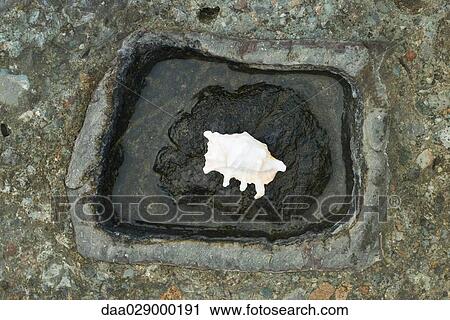 Conch shell on stone basin, high angle view View Large Photo Image Stock Image - Conch shell on stone basin, high angle view. Fotosearch