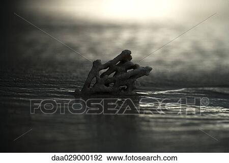 Coral and surf at sunset, close-up View Large Photo Image Stock Image - Coral and surf at sunset, close-up. Fotosearch