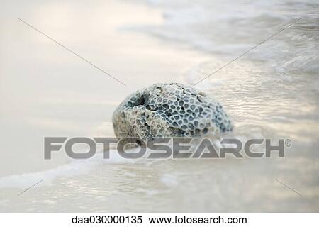 Coral and surf, close-up View Large Photo Image Stock Photography - Coral and surf, close-up. Fotosearch
