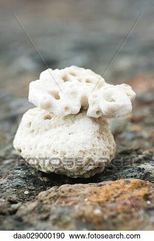 Coral, close-up View Large Photo Image Stock Image - Coral, close-up. Fotosearch