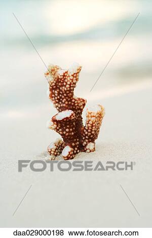 Stock Photo - Coral, close-up. Fotosearch