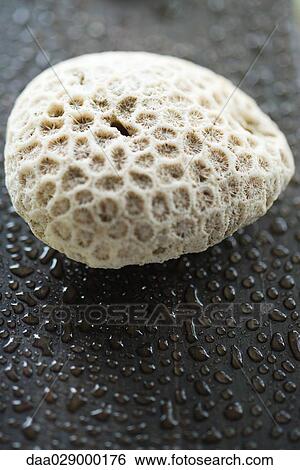 Stock Photograph - Coral, close-up. Fotosearch