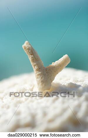 Coral, extreme close-up View Large Photo Image Stock Photography - Coral, extreme close-up. Fotosearch