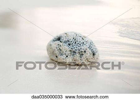 Coral on beach, surf in background View Large Photo Image Stock Image - Coral on beach, surf in background. Fotosearch