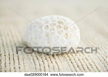Coral on raked sand, close-up View Large Photo Image Picture - Coral on raked sand, close-up. Fotosearch