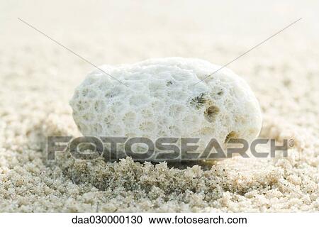 Stock Image - Coral on sand, close-up. Fotosearch