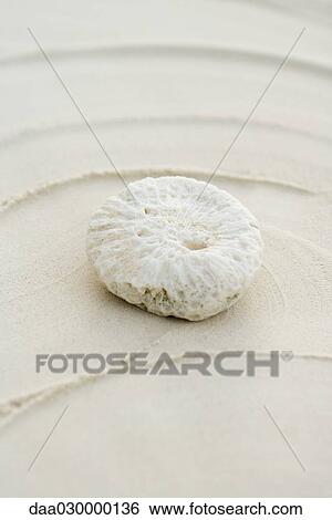 Coral on sand, close-up View Large Photo Image Stock Photograph - Coral on sand, close-up. Fotosearch
