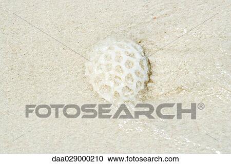 Stock Image - Coral washed up in surf, close-up. Fotosearch
