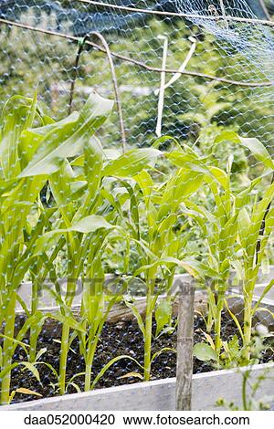 Corn seedlings growing in planter View Large Photo Image Stock Image - Corn seedlings growing in planter. Fotosearch
