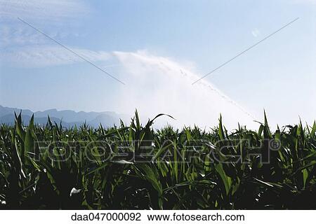 Cornfield being irrigated, Cerdanya, Pyrenees, Spain View Large Photo Image Stock Image - Cornfield being irrigated, Cerdanya, Pyrenees, Spain. Fotosearch