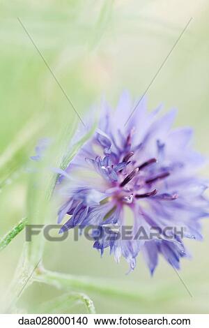 Stock Image - Cornflower, close-up. Fotosearch