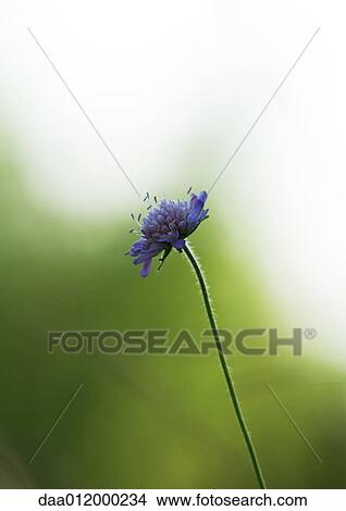 Cornflower View Large Photo Image Picture - Cornflower. Fotosearch