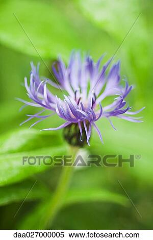 Cornflower View Large Photo Image Stock Photography - Cornflower. Fotosearch