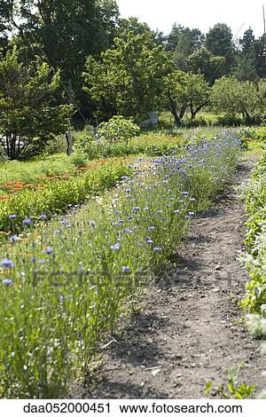 Stock Image - Cornflowers (Centaurea cyanus) growing in garden. Fotosearch