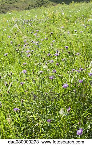Stock Image - Cornflowers rowing in field. Fotosearch