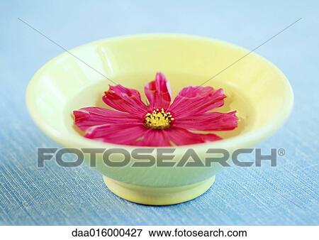 Cosmos flower floating in bowl View Large Photo Image Stock Photo - Cosmos flower floating in bowl. Fotosearch