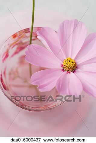 Cosmos flower in glass View Large Photo Image Stock Photo - Cosmos flower in glass. Fotosearch